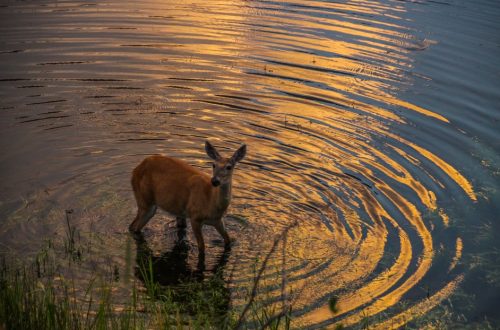 Peace conveyed by a deer in peaceful water