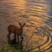 Peace conveyed by a deer in peaceful water