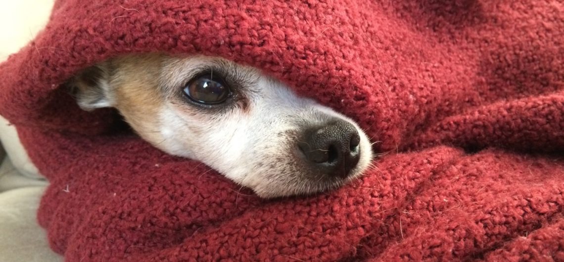 what makes you feel safe image of dog hiding in a blanket
