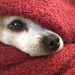 what makes you feel safe image of dog hiding in a blanket