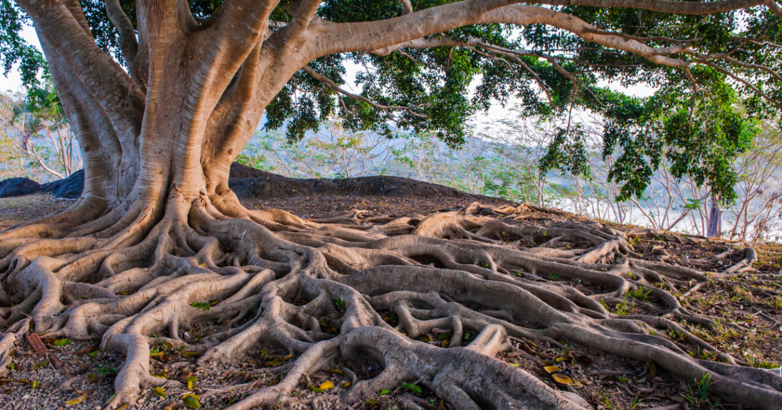 being grounded and being rooted banner