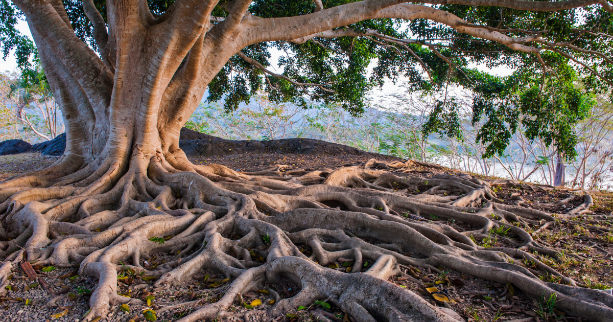 Being Grounded and Being Rooted - Bare Feet on Holy Ground