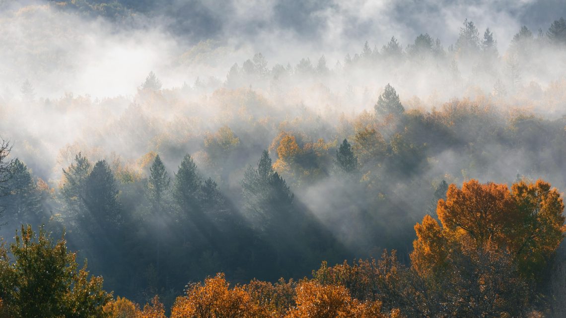 foggy mountain and trees