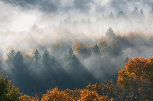 foggy mountain and trees