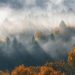 foggy mountain and trees